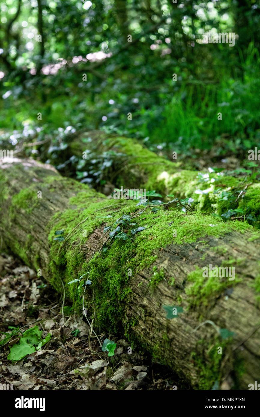 drachenbaum xxl XXL Kanarischer Drachenbaum (Dracaena Draco) 100-120 cm – Exotische  Zimmerpflanze | Blutbaum