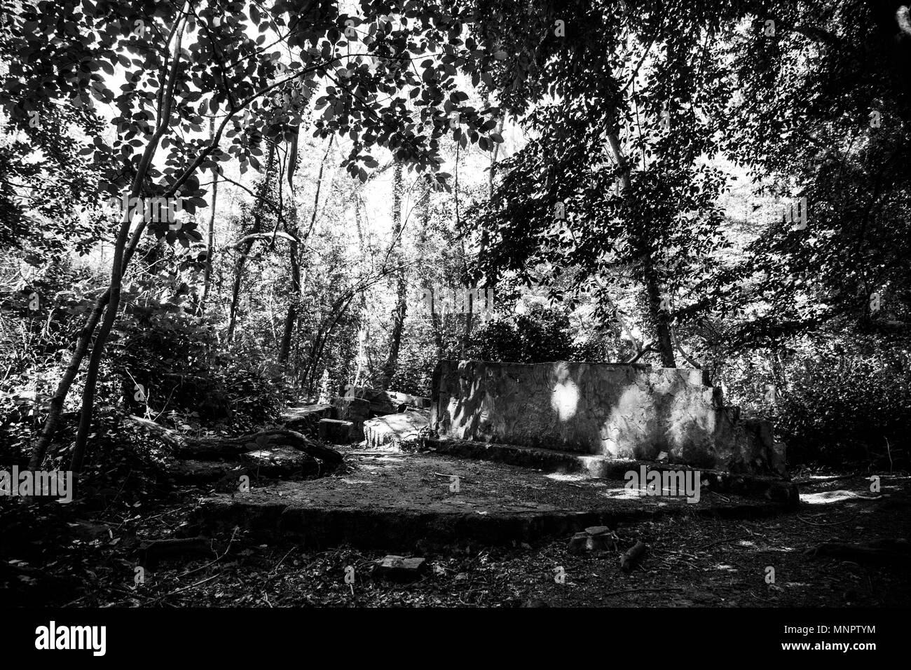 Bäume und baufälligen Gebäude in einem grünen Park Stockfoto