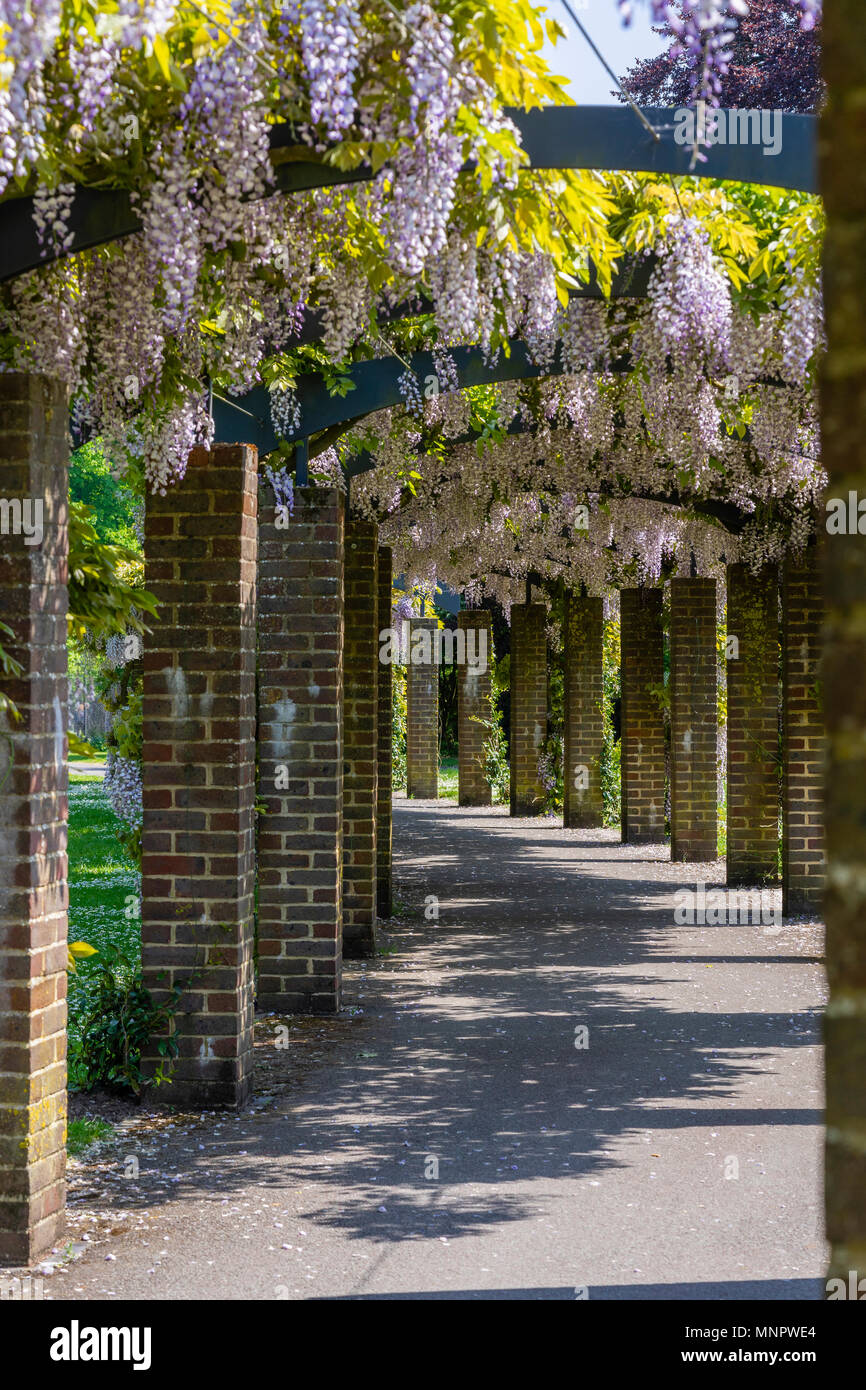 Die Wisteria Pergola am Andrews Park (East Park) im Frühjahr im Mai 2018 im Stadtzentrum von Southampton, Hampshire, England, Großbritannien Stockfoto