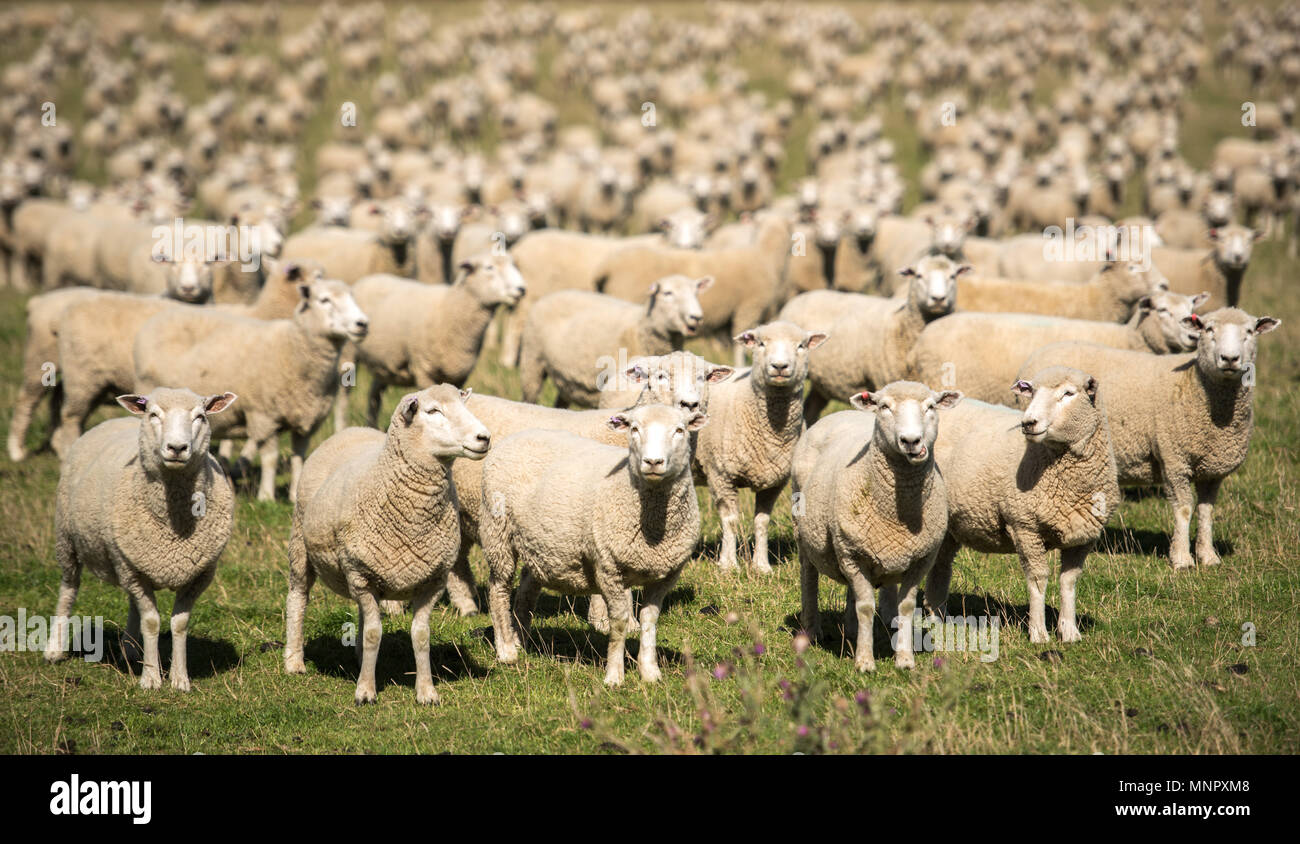 Neugierige Schafe zählen Stockfoto