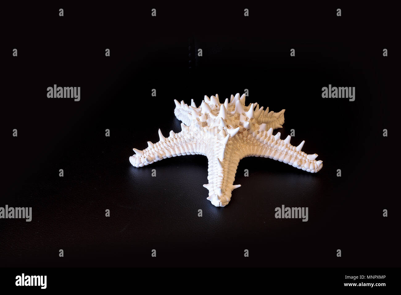 Weiße gehörnte Sea Star Protoreaster nodosus isoliert auf einem schwarzen Hintergrund Stockfoto