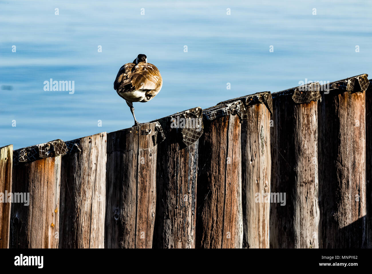 Canada goose Schlafen auf einem Bein auf einer diagonalen Reihe von Pier Säule Masten auf dem Wasser Stockfoto