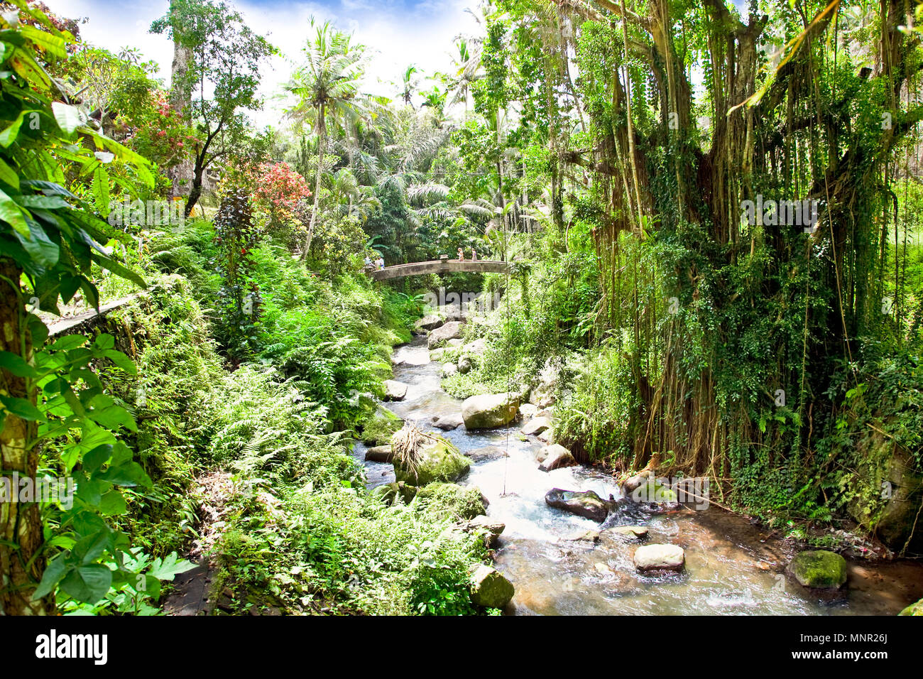 Unglaubliche River fließt im Dschungel von Bali, Indonesien Stockfoto