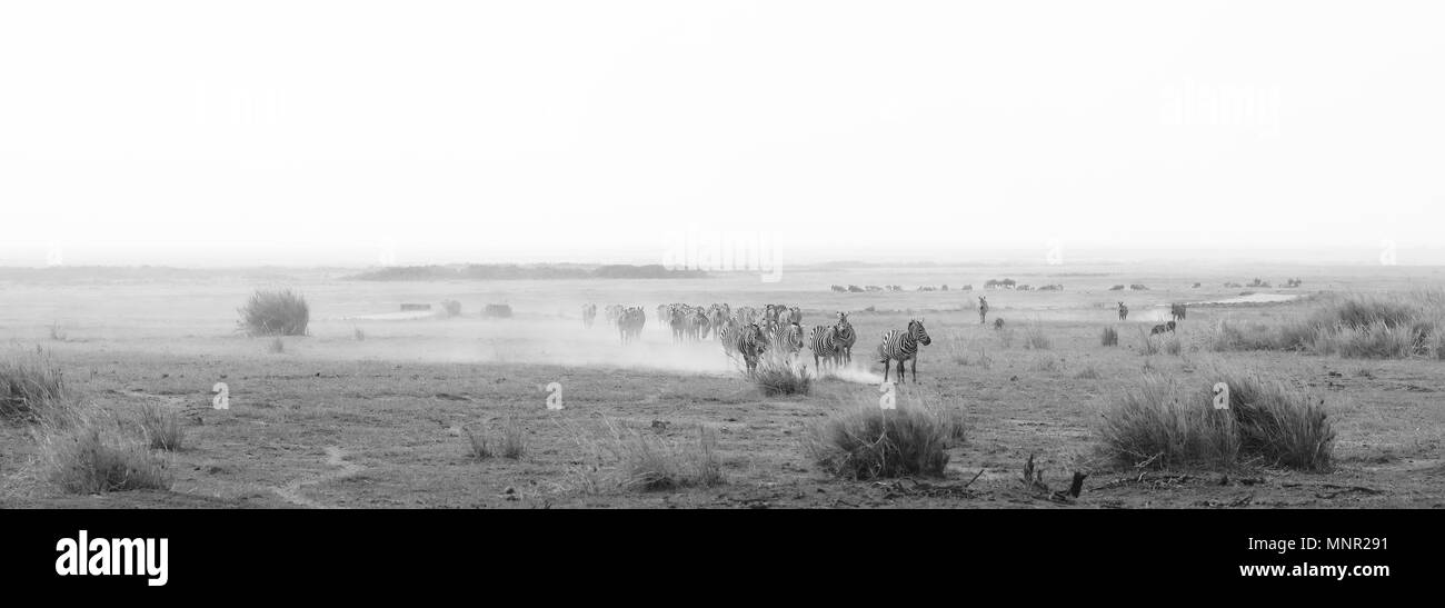 Zebra Herde in Amboseli National Park, Kenia, Schwarz & Weiß Panoramaaussicht Stockfoto