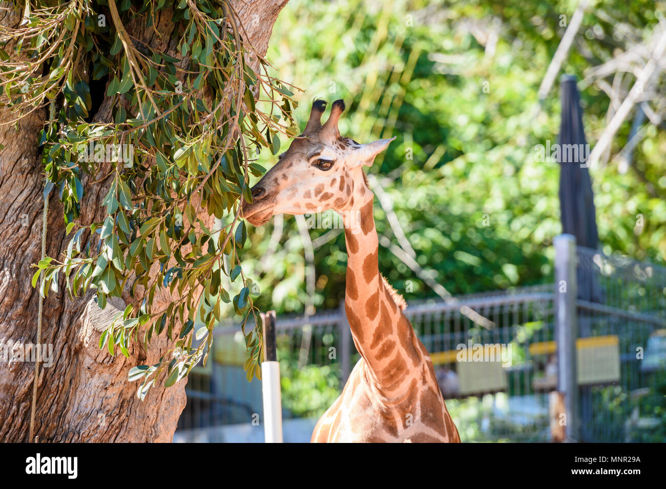 Von Perth Zoo Baby Giraffe mit Kalb namens Kamili, Perth Zoo, South Perth, Western Australia Stockfoto