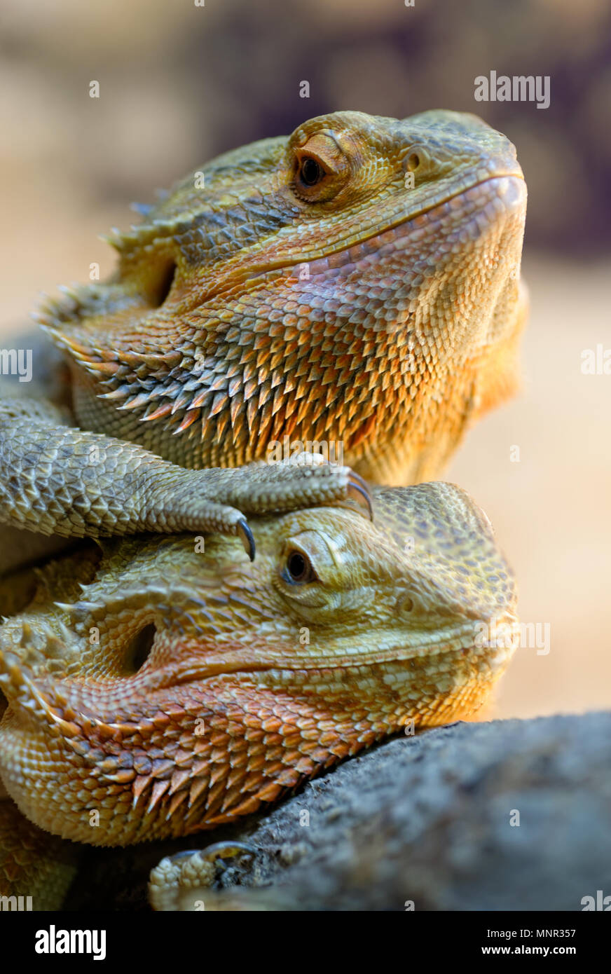 Tiere: Paar Bartagamen (Pogona vitticeps), Nahaufnahme Schuß Stockfoto