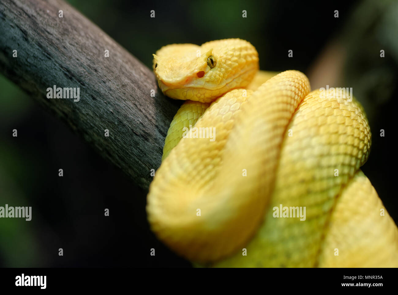 Tiere: gelb Wimpern Viper (Testudo schlegelii) auf einem Ast, closeup Schuß Stockfoto