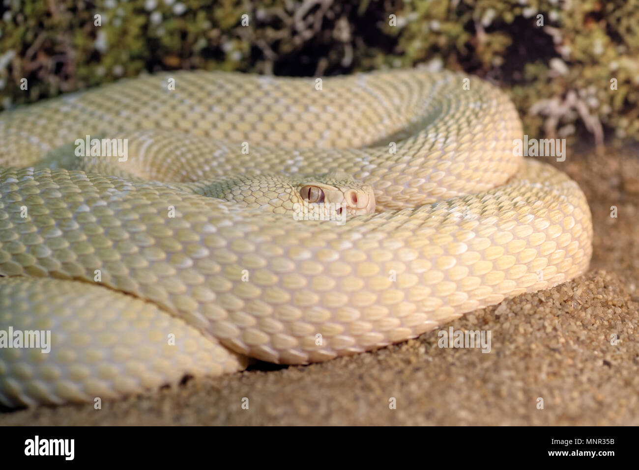 Tiere: weiß Western diamondback rattlesnake oder Texas Diamond (Crotalus Atrox), Nahaufnahme Schuß Stockfoto