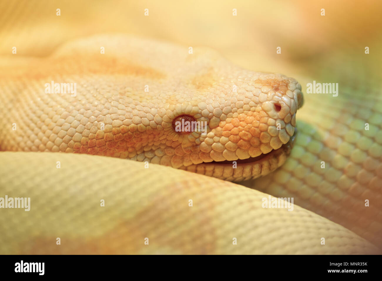 Tiere: Albino indische Python in einem hellen, warmen Licht, closeup Schuß Stockfoto