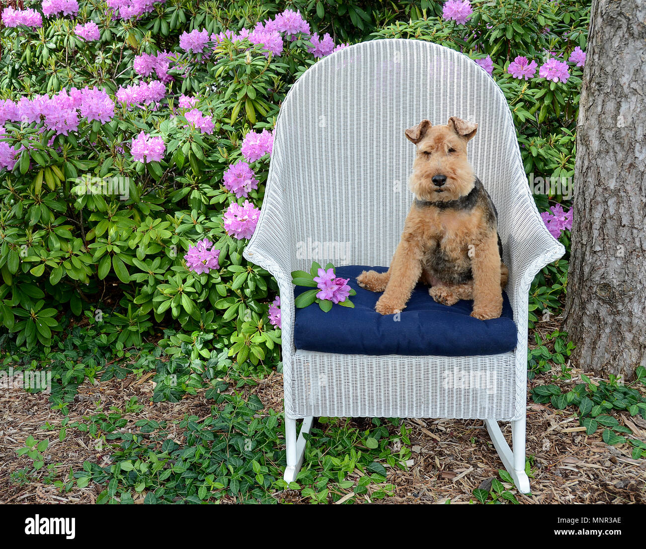 Süße Welsh Terrier sitzen auf Kissen in Blau weißen Korbsessel in Rhododendron Garten Stockfoto