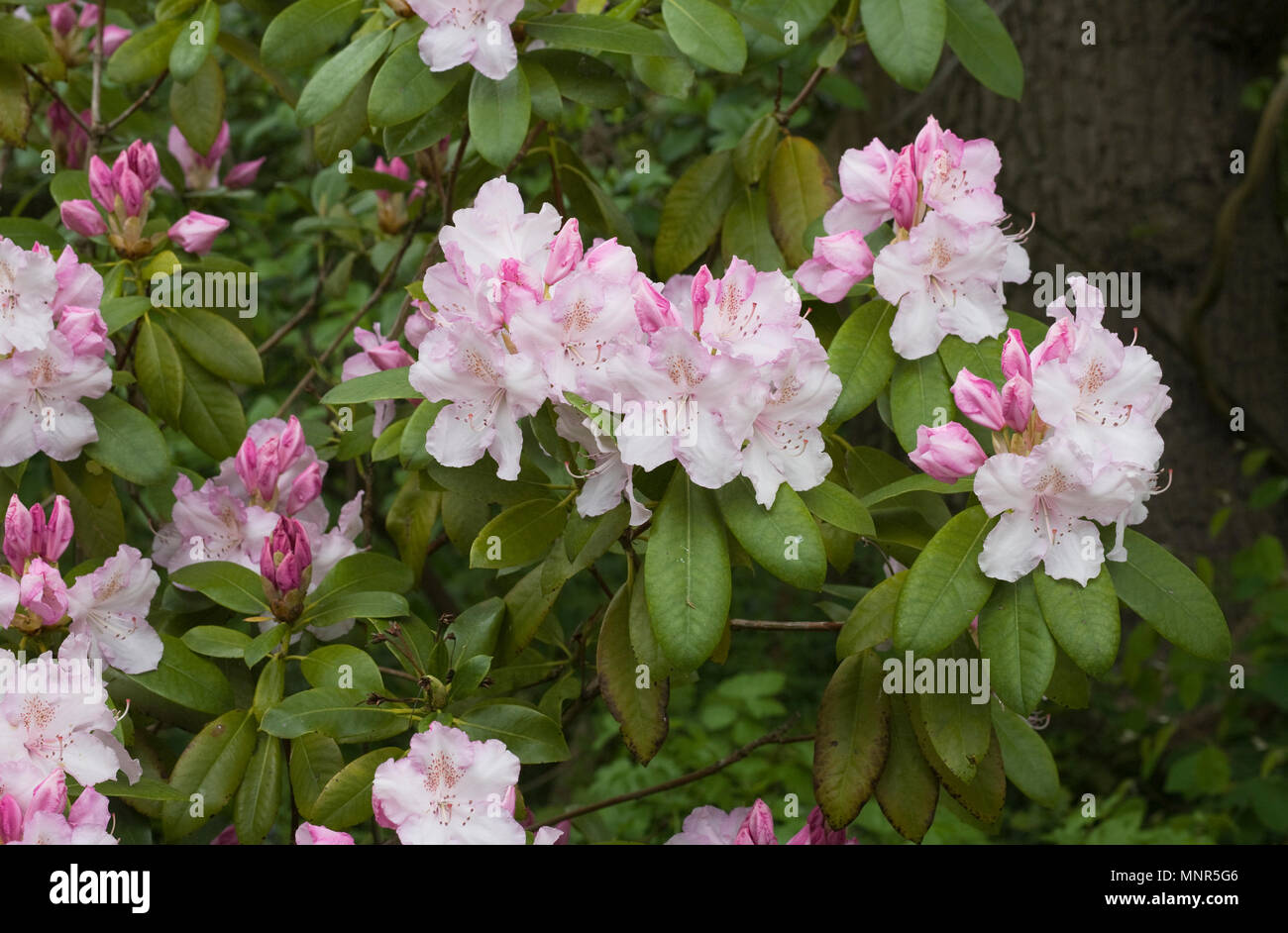 Rhododendron 'Charles E Pearson' Blumen. Stockfoto