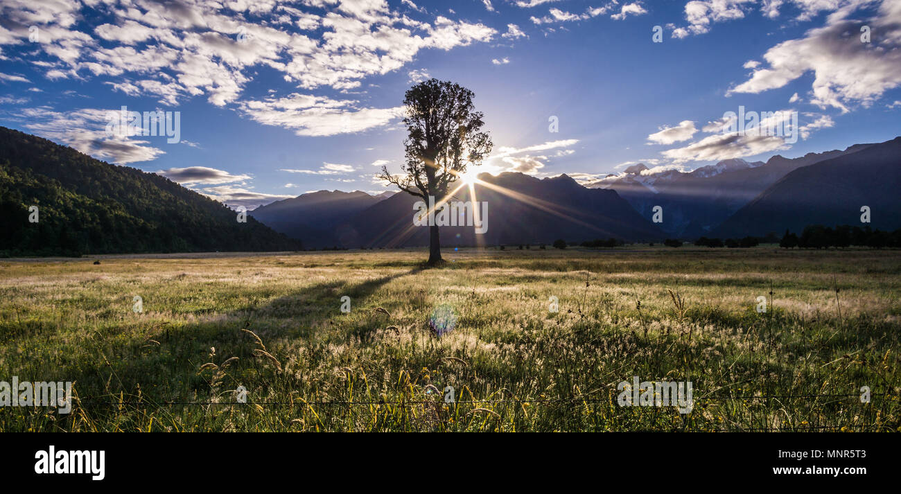 Die Sonne hinter einem Baum in einem Feld mit Blick auf die Berge auf South Island, Neuseeland Stockfoto