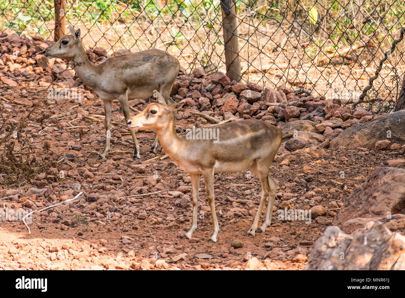 Bellende Rehe Rotwild Ansicht schließen im Zoo stehen auf Schatten im Nationalpark. Stockfoto