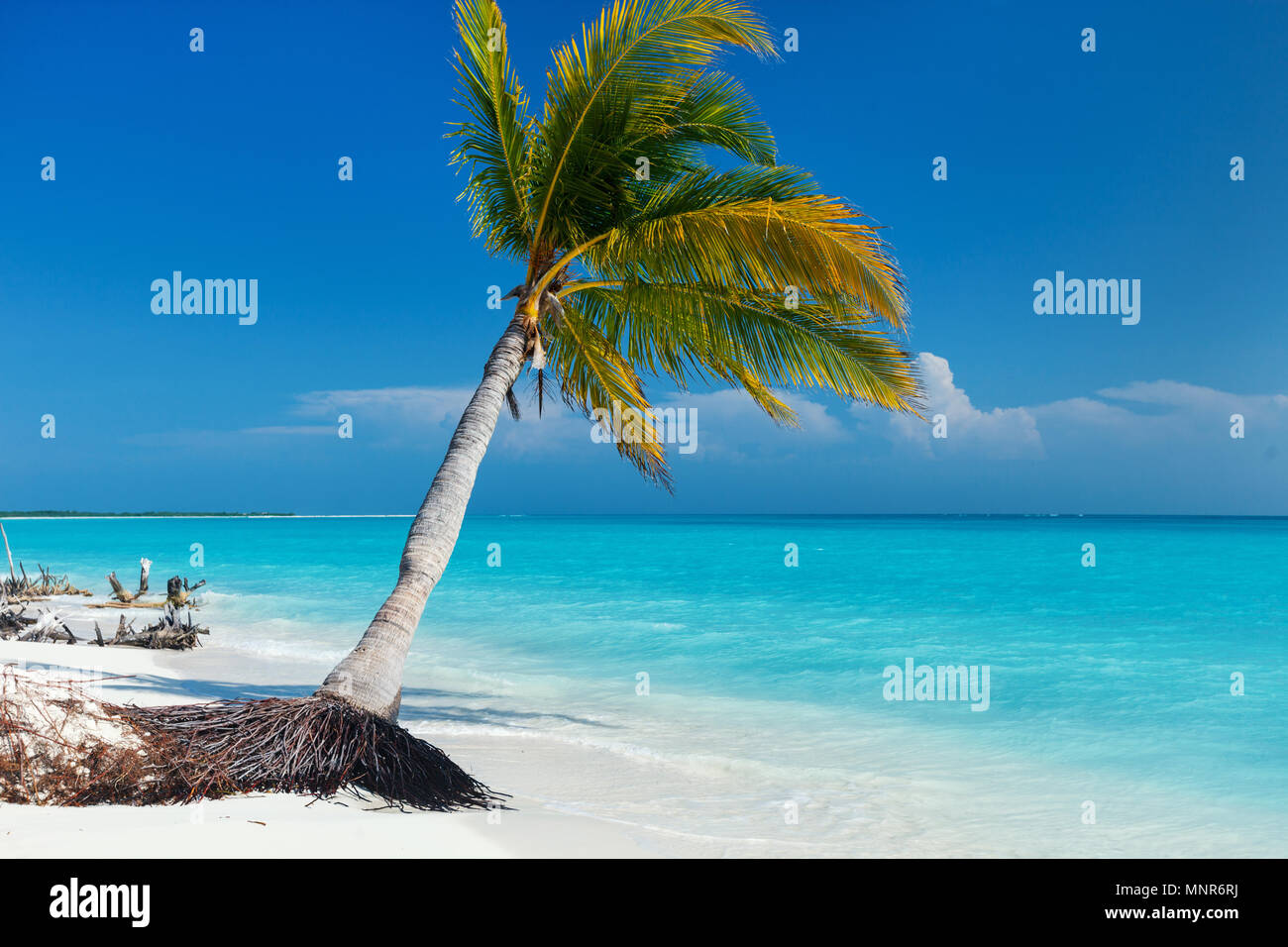 Perfekte tropischen weißen Sandstrand mit Kokospalmen Stockfoto