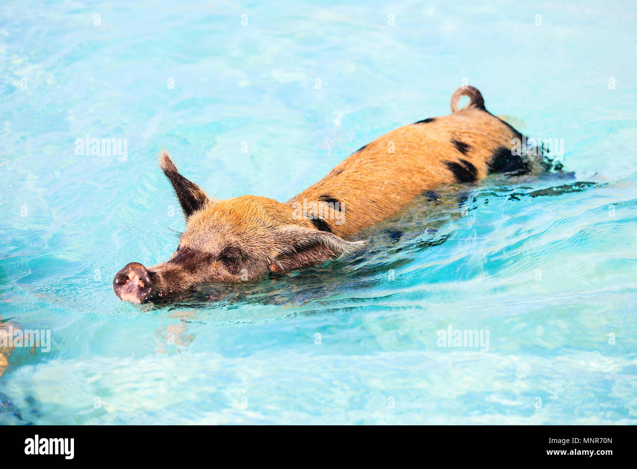 Schwein schwimmen im Wasser in der Nähe von Insel Exuma Bahamas Stockfoto