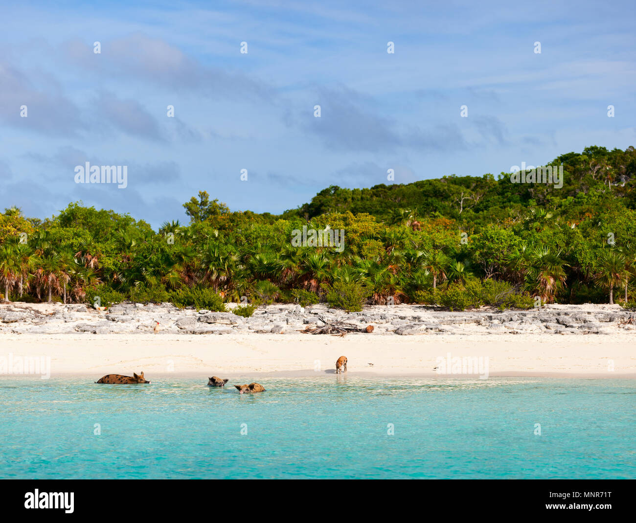 Schwimmen Schweine der Bahamas in die Inseln der Exumas Stockfoto
