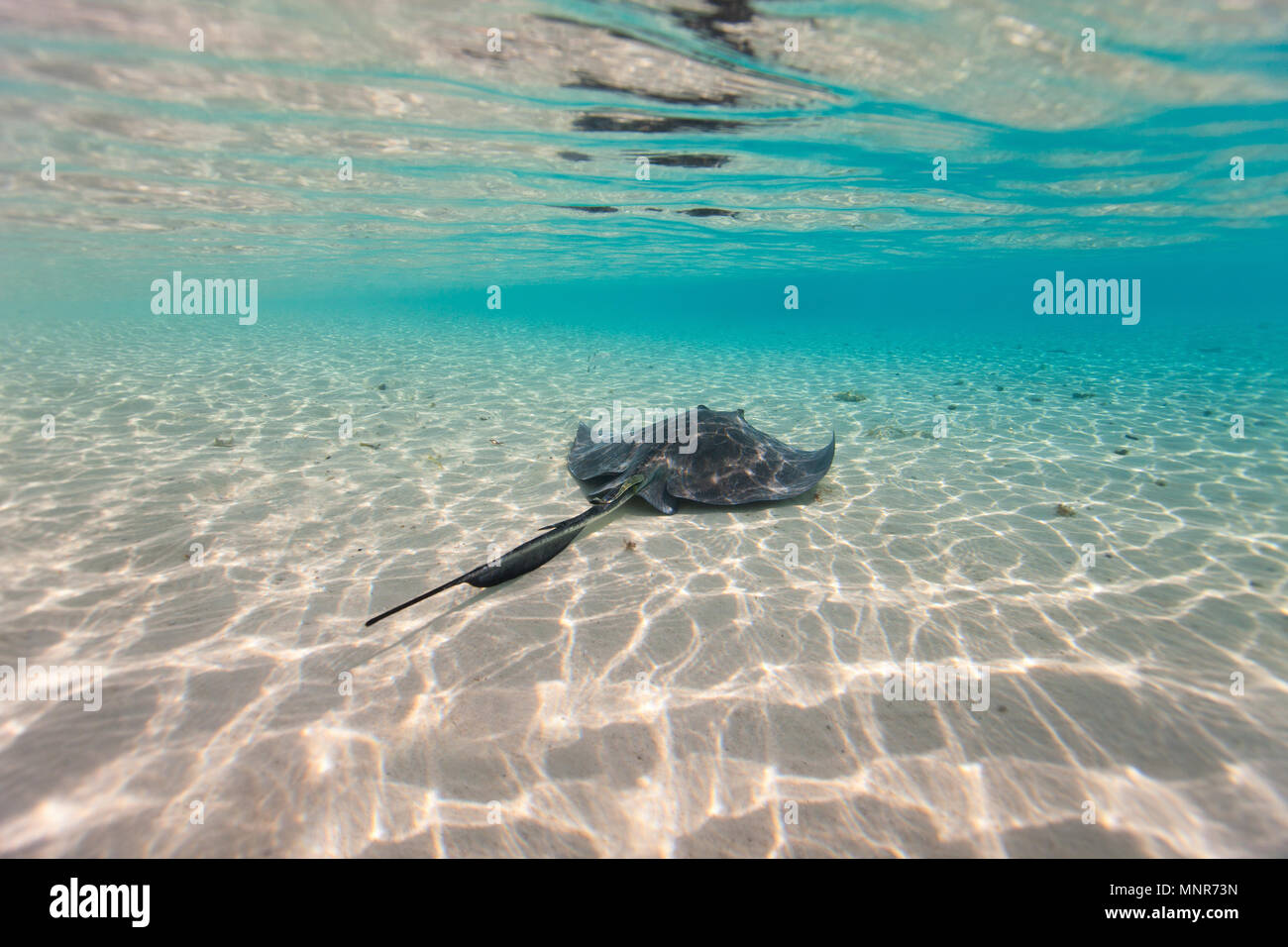 Sting Ray Schwimmen im seichten Wasser Stockfoto