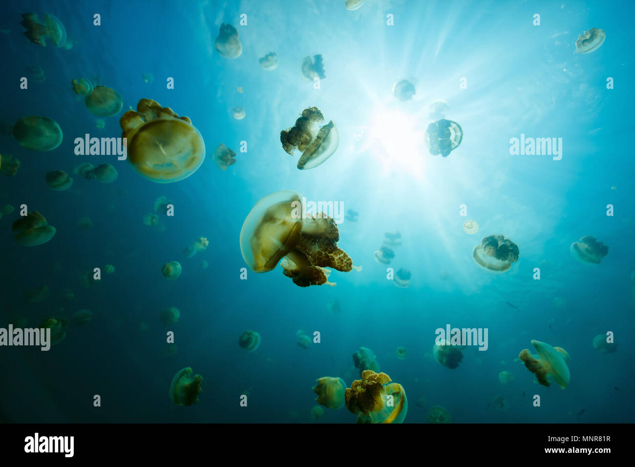 Unterwasser Foto von endemischen golden Quallen in See am Palau. Schnorcheln in Jellyfish Lake ist eine beliebte Aktivität für Touristen nach Palau. Stockfoto