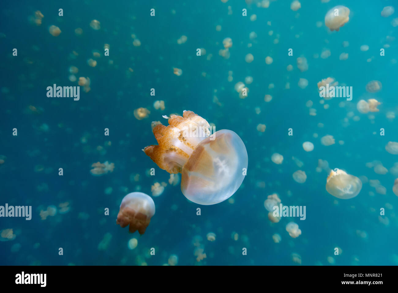 Unterwasser Foto von endemischen golden Quallen in See am Palau. Schnorcheln in Jellyfish Lake ist eine beliebte Aktivität für Touristen nach Palau. Stockfoto