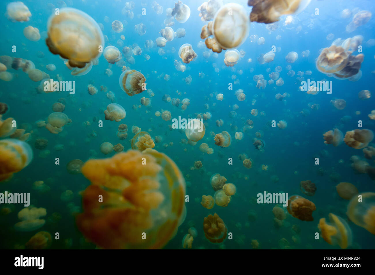 Unterwasser Foto von endemischen golden Quallen in See am Palau. Schnorcheln in Jellyfish Lake ist eine beliebte Aktivität für Touristen nach Palau. Stockfoto