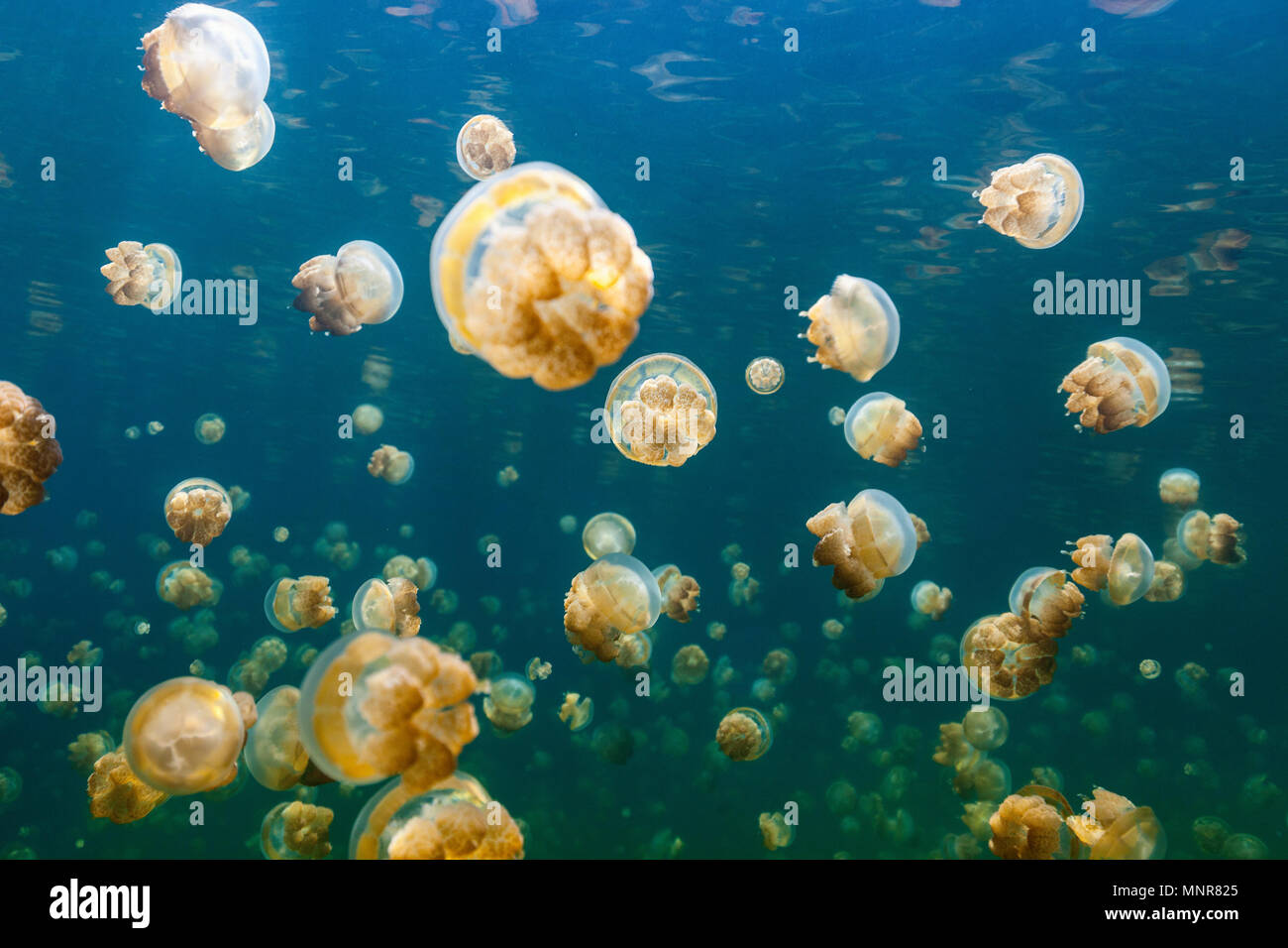 Unterwasser Foto von endemischen golden Quallen in See am Palau. Schnorcheln in Jellyfish Lake ist eine beliebte Aktivität für Touristen nach Palau. Stockfoto