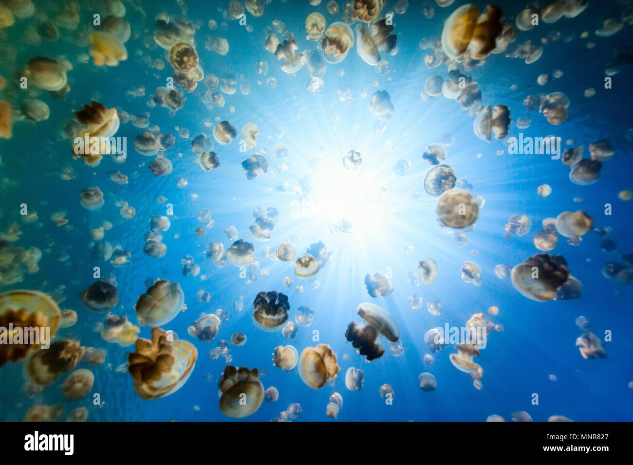 Unterwasser Foto von endemischen golden Quallen in See am Palau. Schnorcheln in Jellyfish Lake ist eine beliebte Aktivität für Touristen nach Palau. Stockfoto