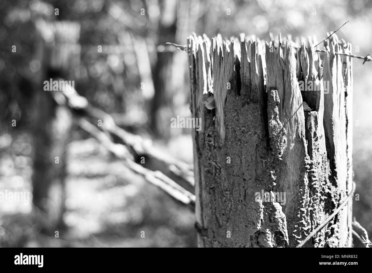 Einem alten verfallenen und Termiten gegessen Zaunpfosten in Schwarz und Weiß, Rollingstone QLD, Australia Stockfoto