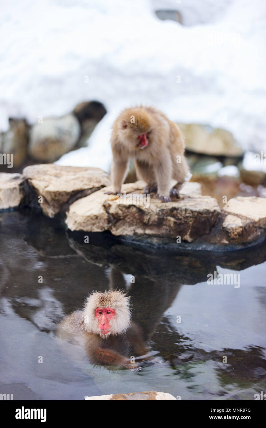 Schnee Affen Japanmakaken baden in Onsen Hot Springs in Nagano, Japan Stockfoto
