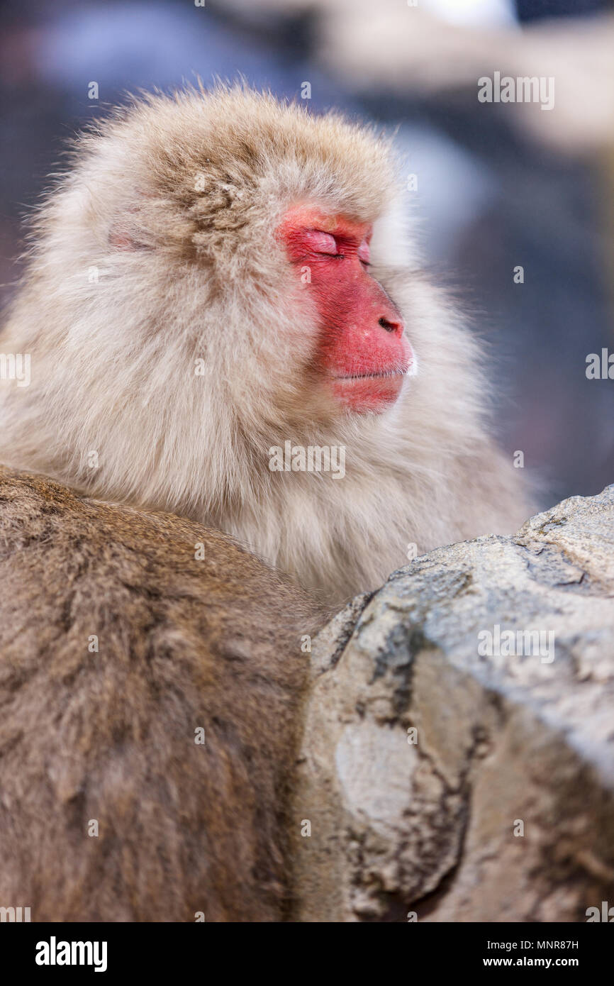 Männliche Schnee Affen japanischen Makaken onsen Baden in heißen Quellen von Nagano, Japan Stockfoto