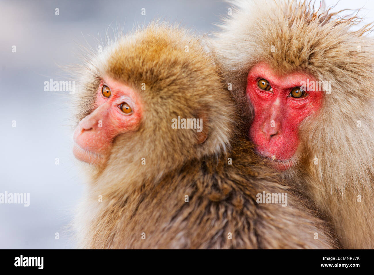 Schnee Affen japanmakaken an Onsen Hot Springs in Nagano, Japan Stockfoto