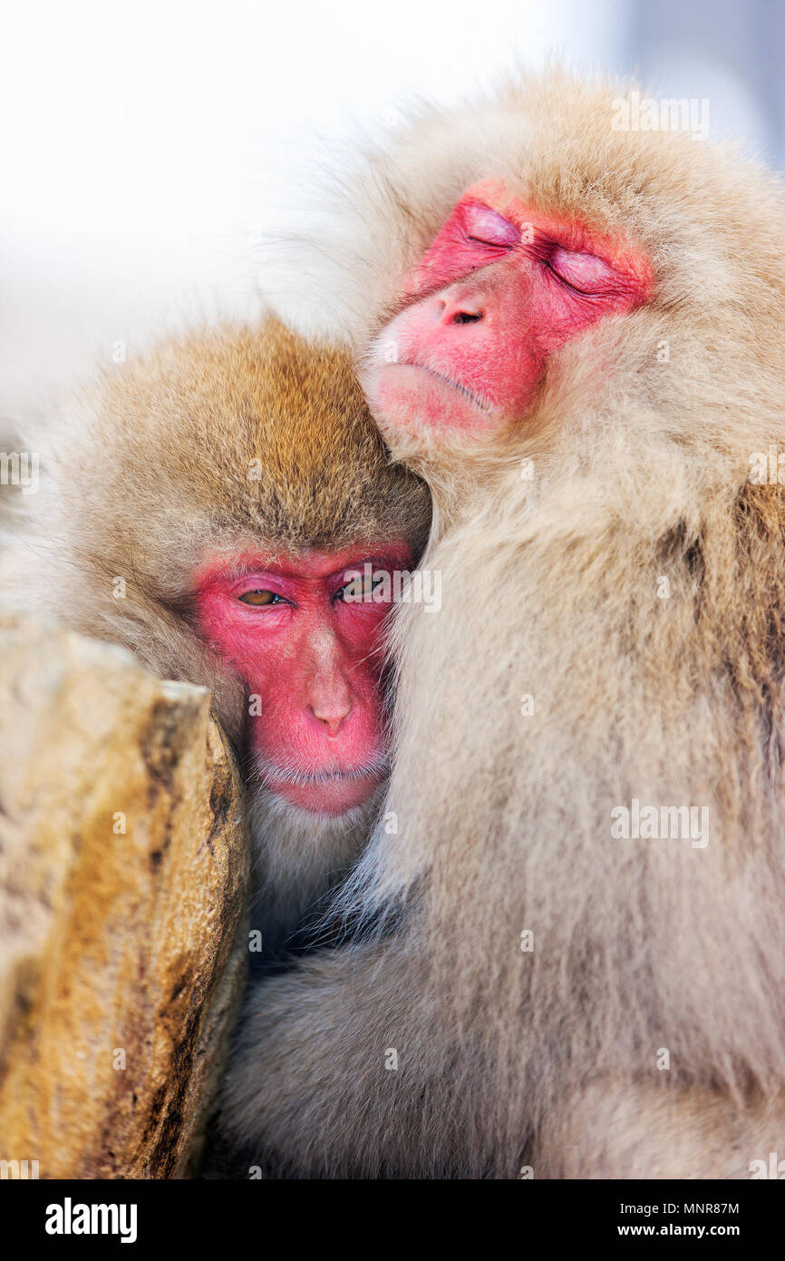Schnee Affen japanmakaken an Onsen Hot Springs in Nagano, Japan Stockfoto
