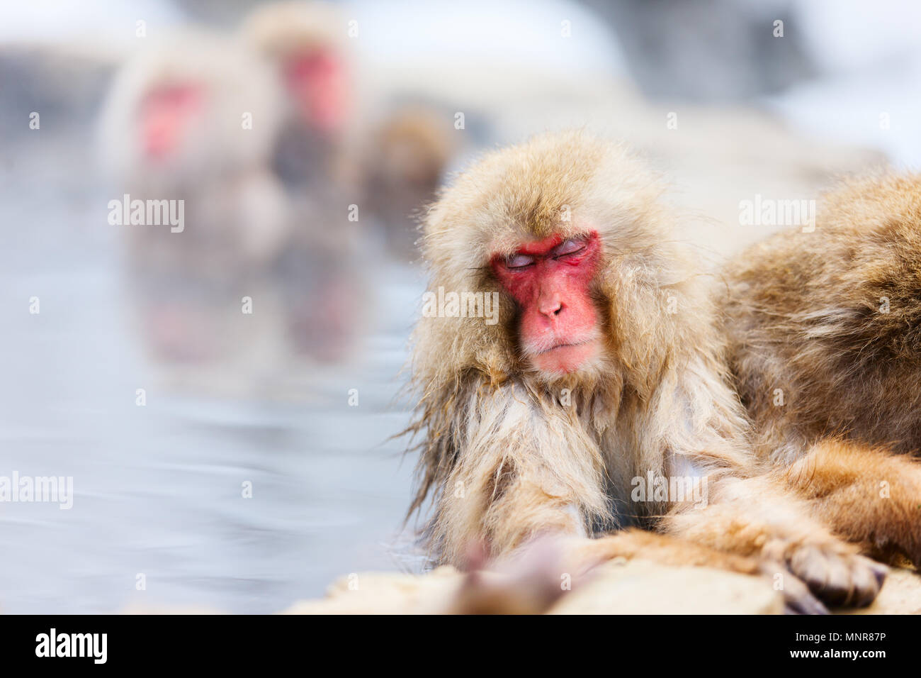 Schnee Affen Japanmakaken baden in Onsen Hot Springs von Nagano, Japan Stockfoto
