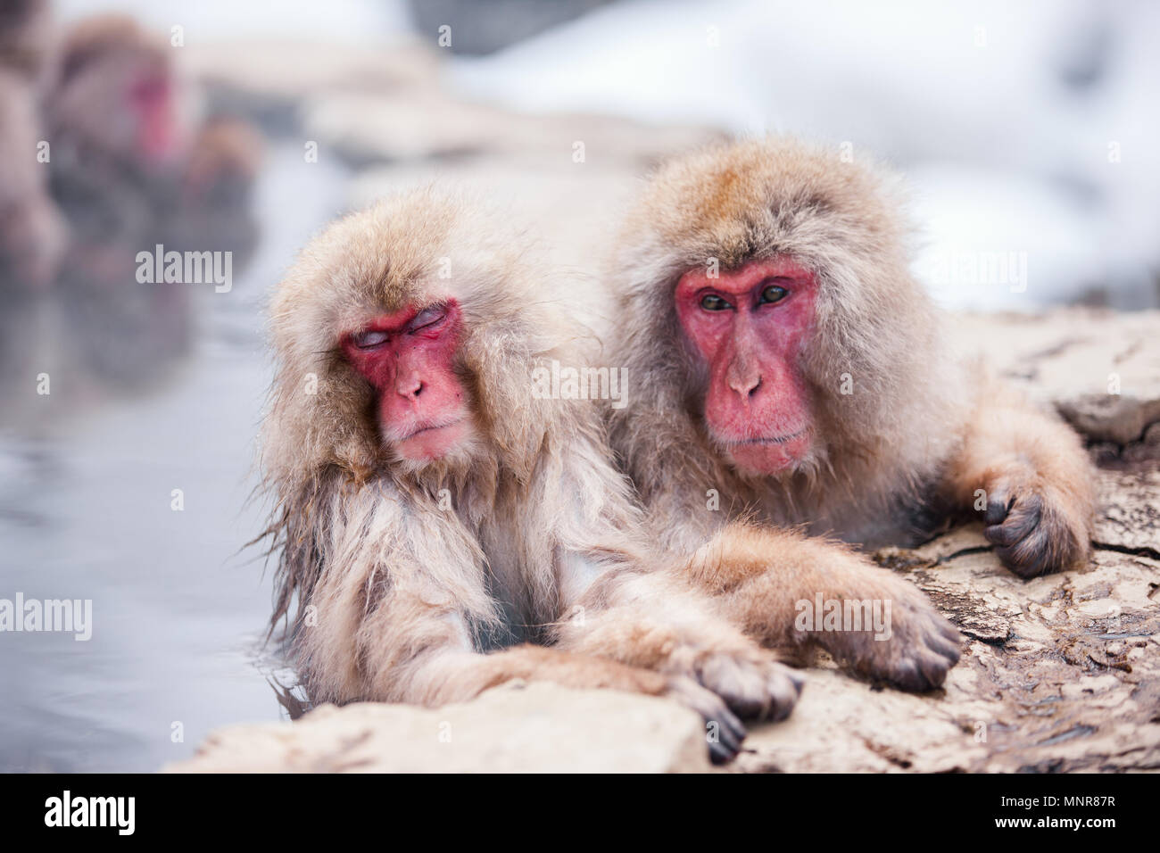 Schnee Affen Japanmakaken baden in Onsen Hot Springs von Nagano, Japan Stockfoto