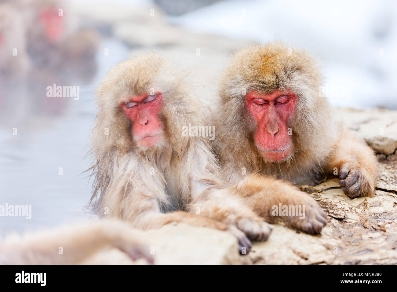 Schnee Affen Japanmakaken baden in Onsen Hot Springs von Nagano, Japan Stockfoto