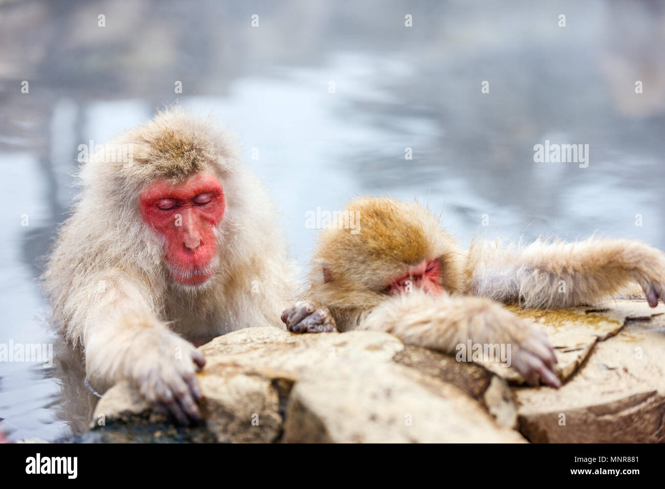 Schnee Affen Japanmakaken baden in Onsen Hot Springs von Nagano, Japan Stockfoto