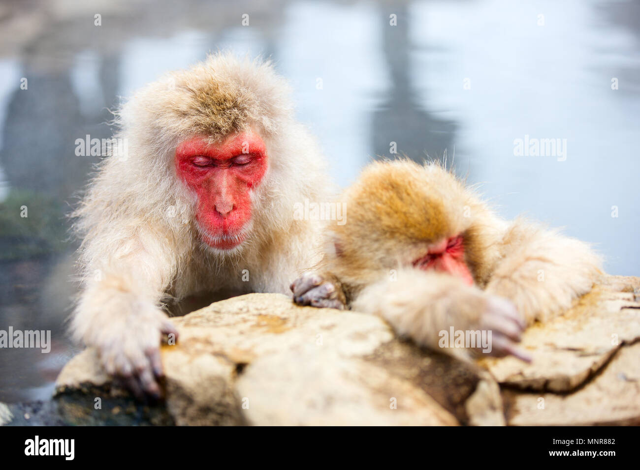 Schnee Affen Japanmakaken baden in Onsen Hot Springs von Nagano, Japan Stockfoto