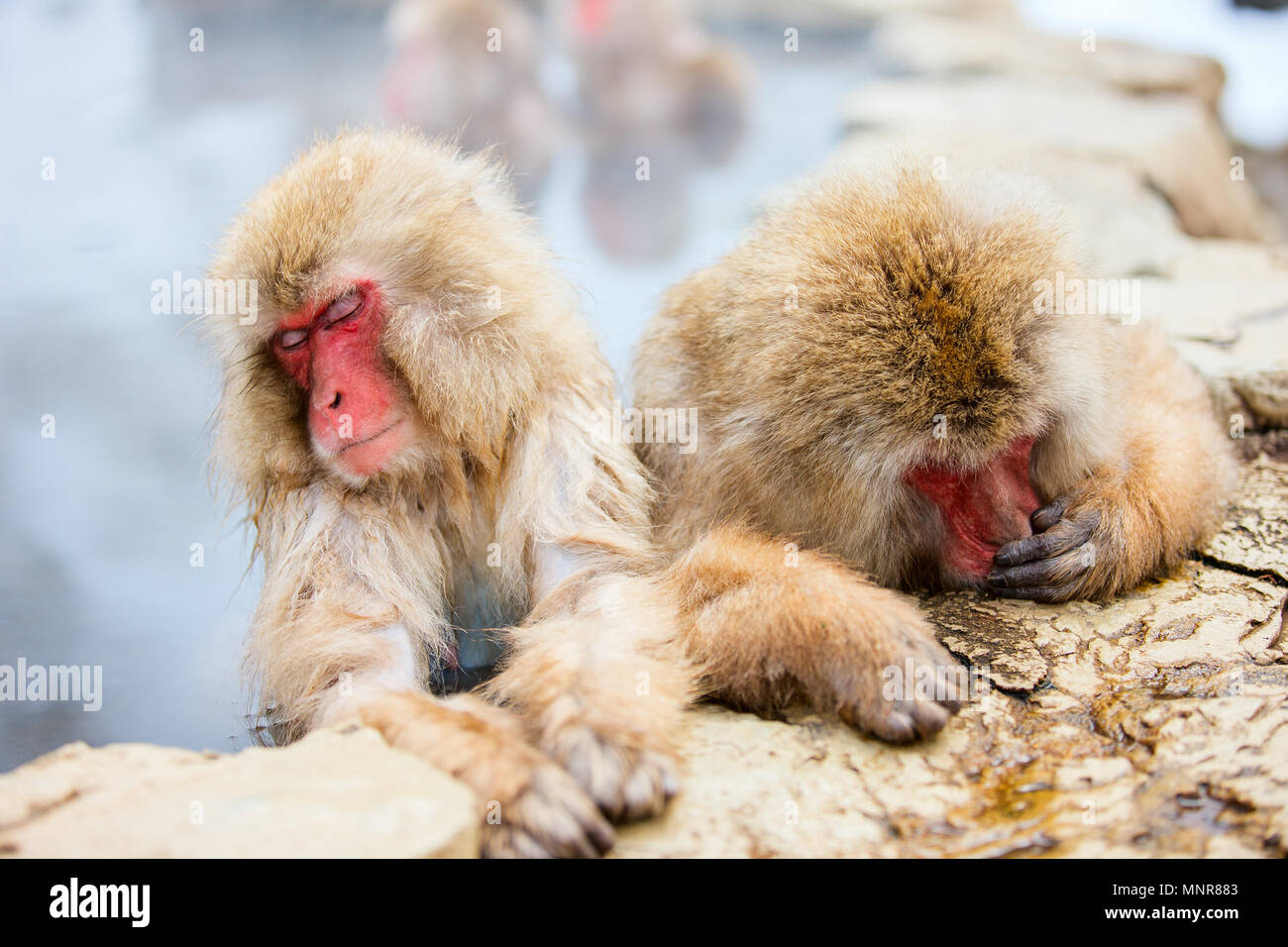 Schnee Affen Japanmakaken baden in Onsen Hot Springs von Nagano, Japan Stockfoto
