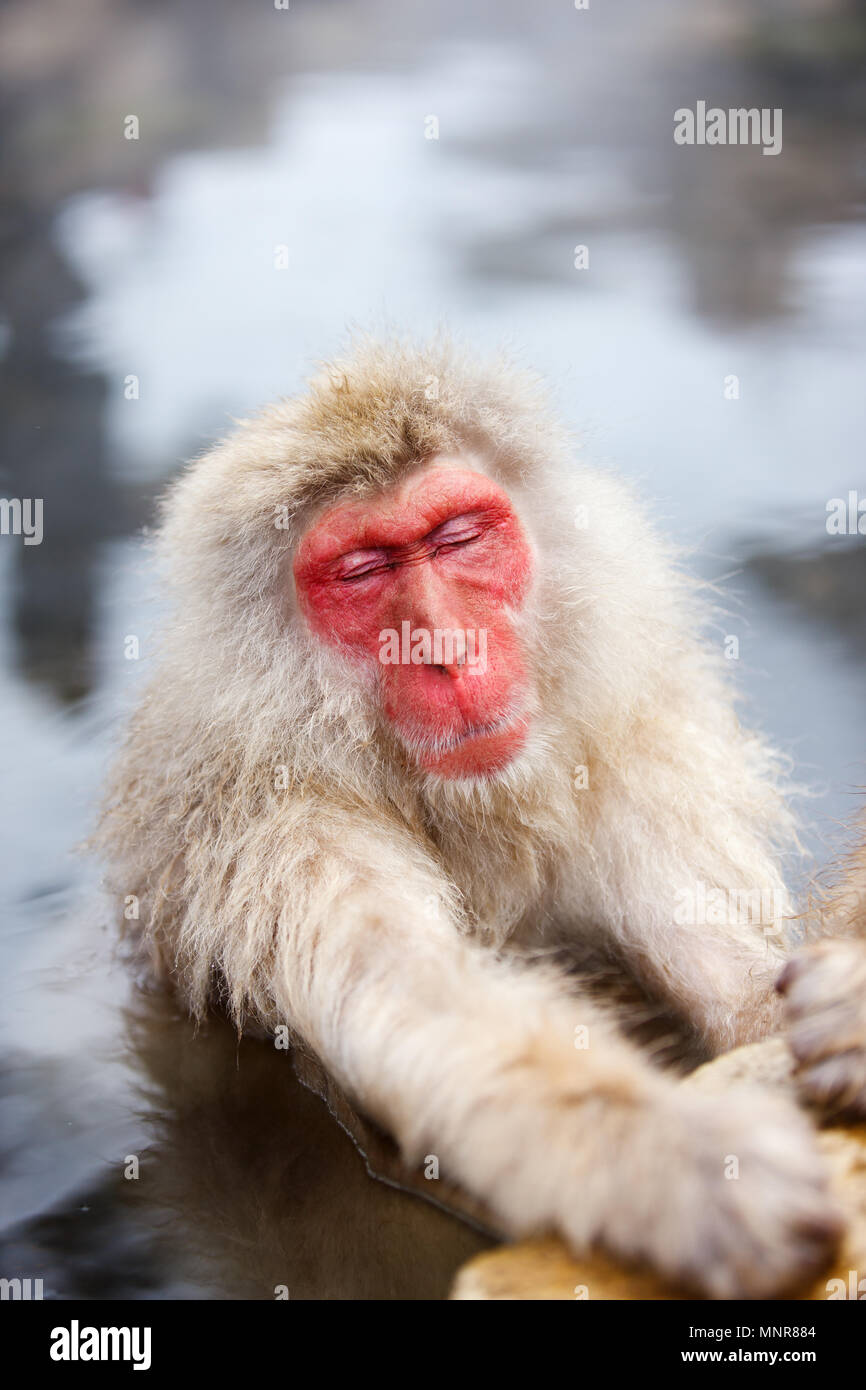 Männliche Schnee Affen japanischen Makaken onsen Baden in heißen Quellen von Nagano, Japan Stockfoto