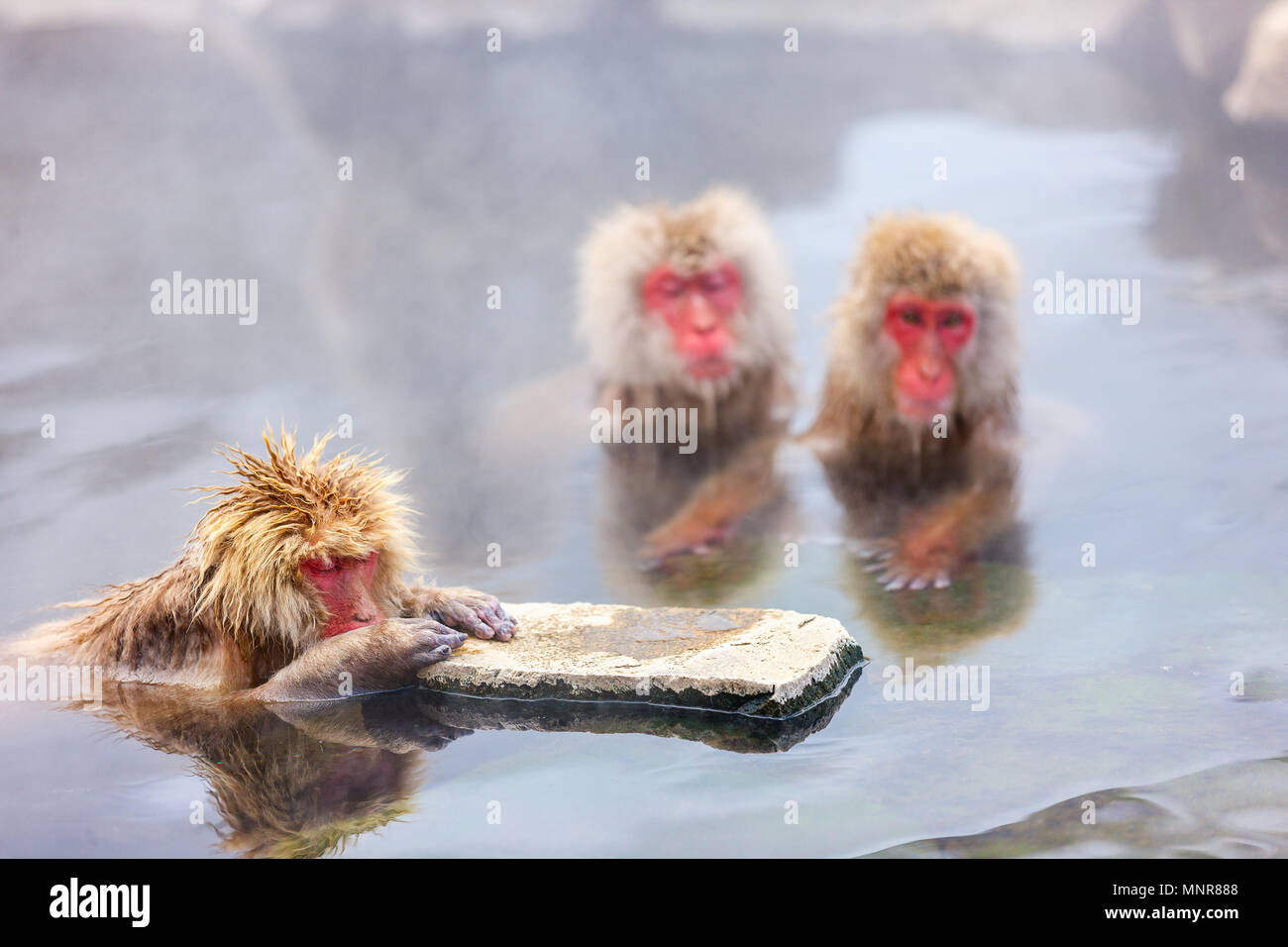 Snow Monkey Japanmakaken baden in Onsen Hot Springs in Nagano, Japan Stockfoto