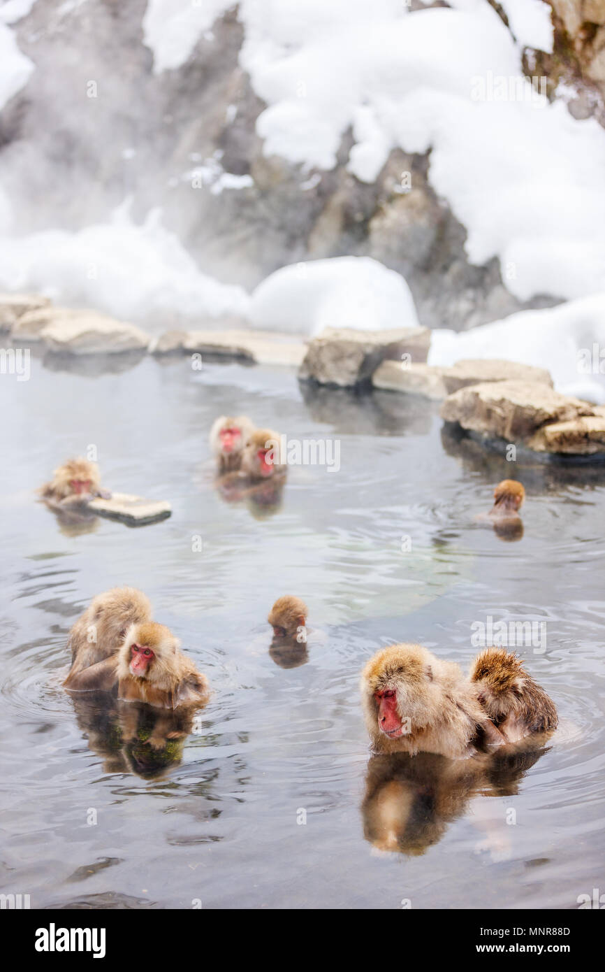 Schnee Affen Japanmakaken baden in Onsen Hot Springs von Nagano, Japan Stockfoto
