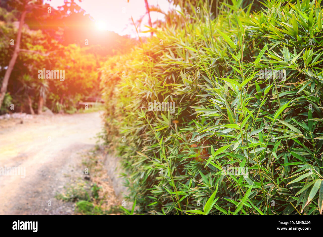Perspektive Green Bush Stockfoto