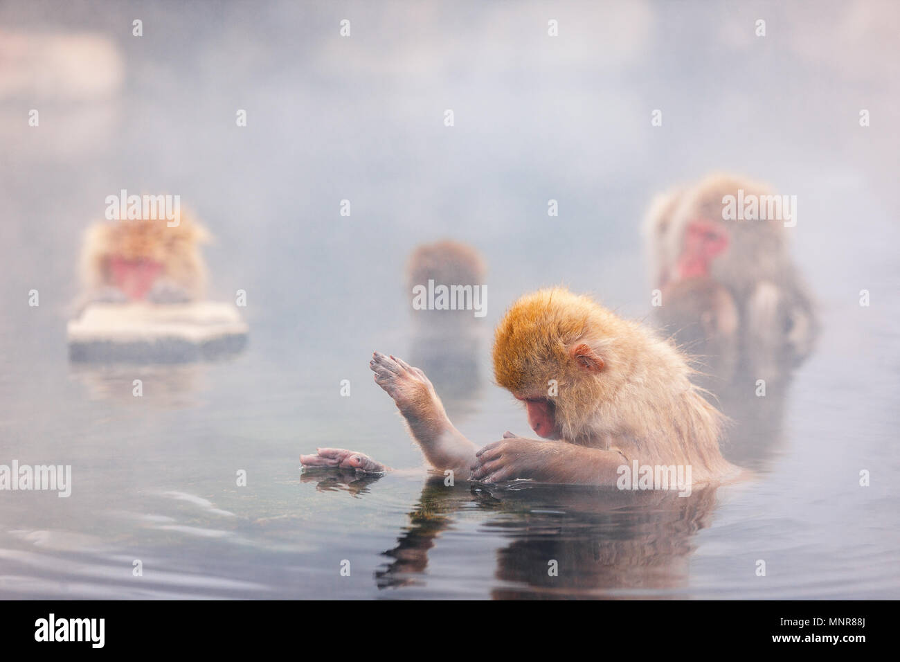Schnee Affen Japanmakaken baden in Onsen Hot Springs von Nagano, Japan Stockfoto