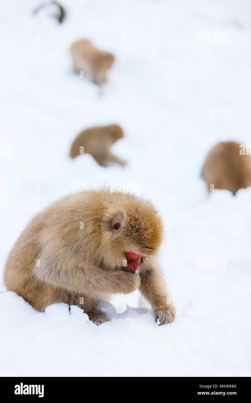 Schnee Affen Japanmakaken baden in Onsen Hot Springs von Nagano, Japan Stockfoto