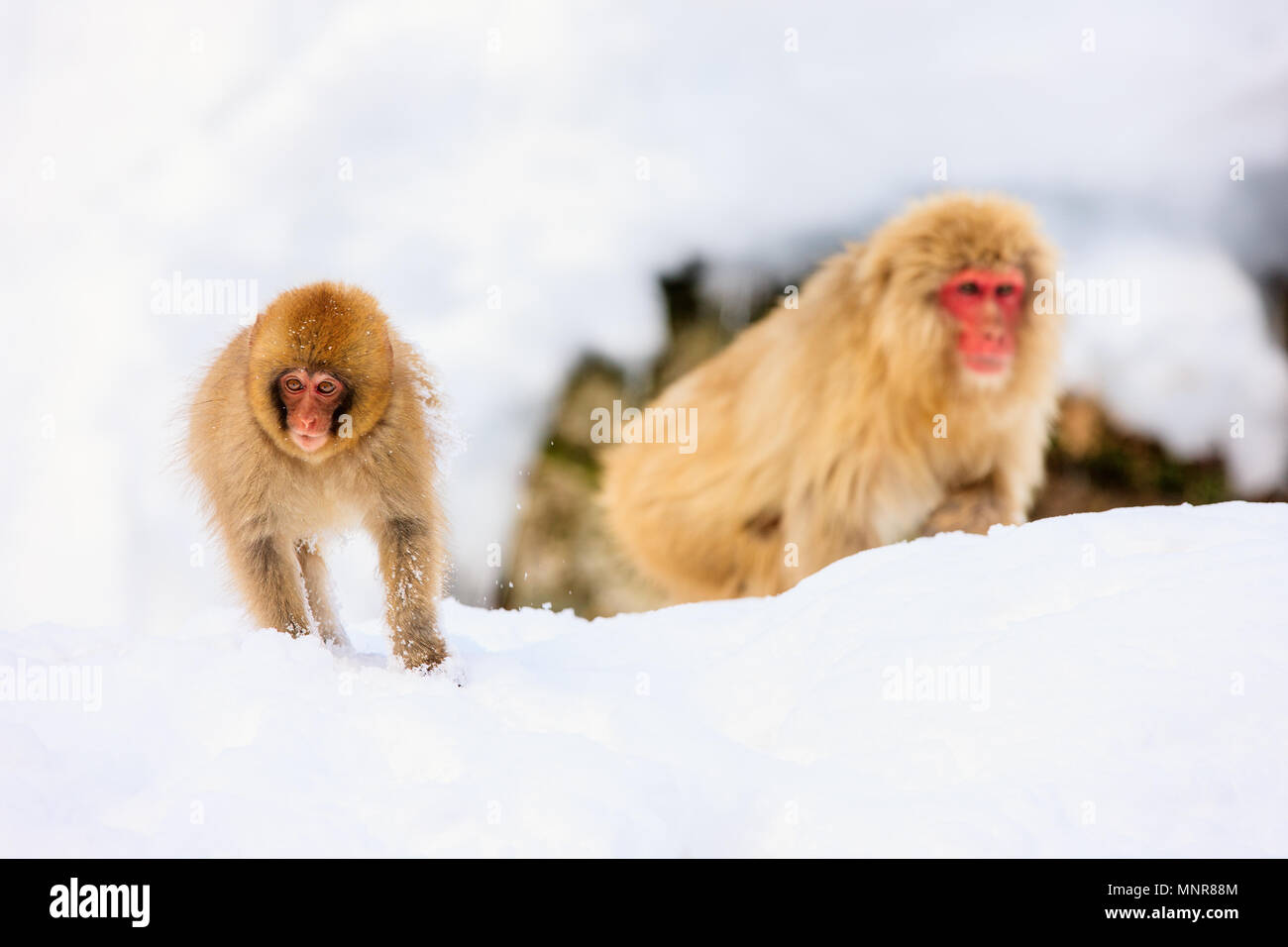 Schnee Affen Japanmakaken baden in Onsen Hot Springs von Nagano, Japan Stockfoto