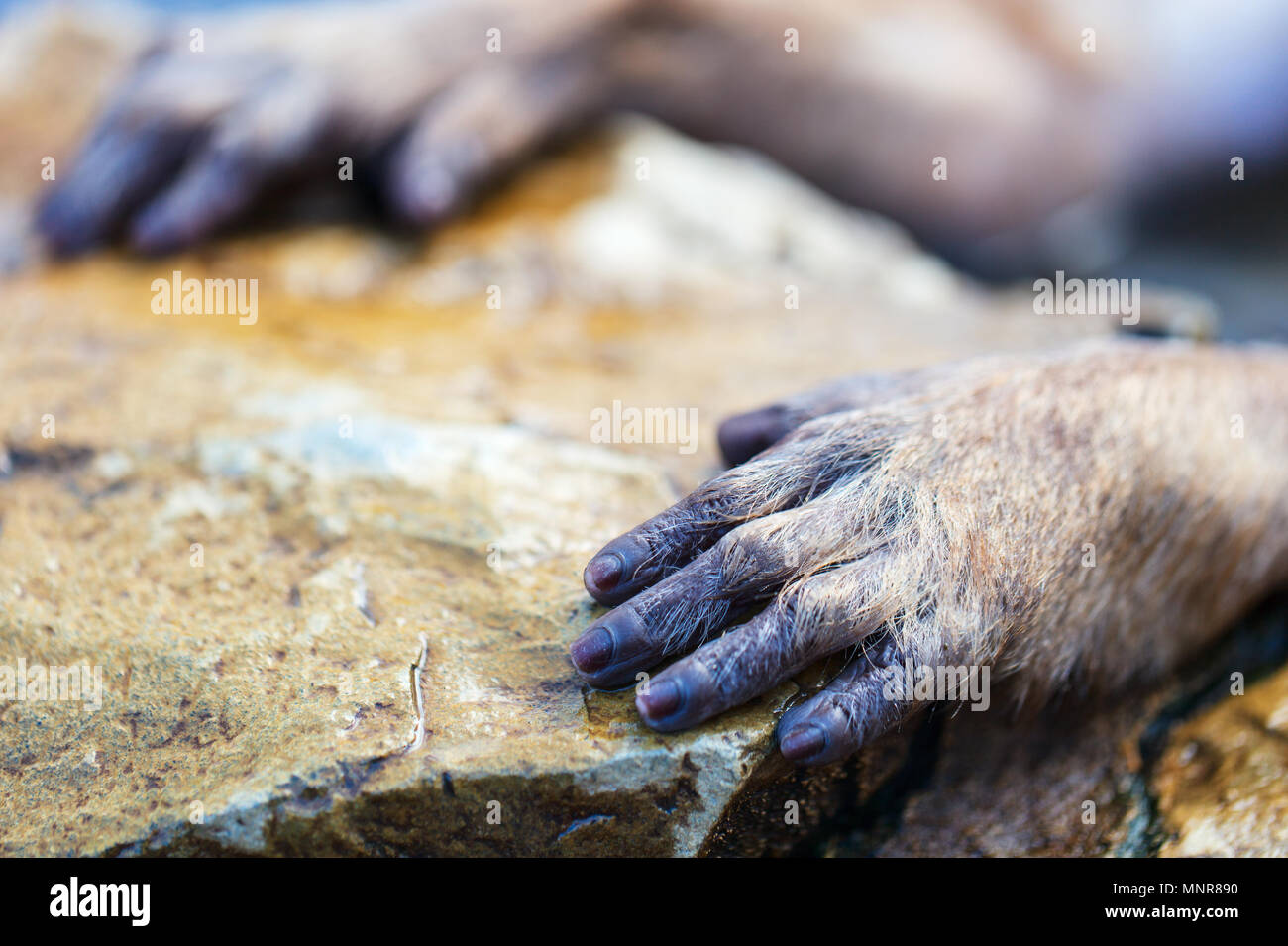 In der Nähe von Schnee Affe Japanmakaken hand Stockfoto