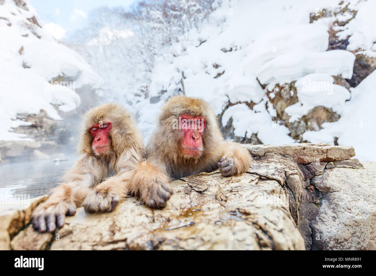 Schnee Affen Japanmakaken baden in Onsen Hot Springs von Nagano, Japan Stockfoto