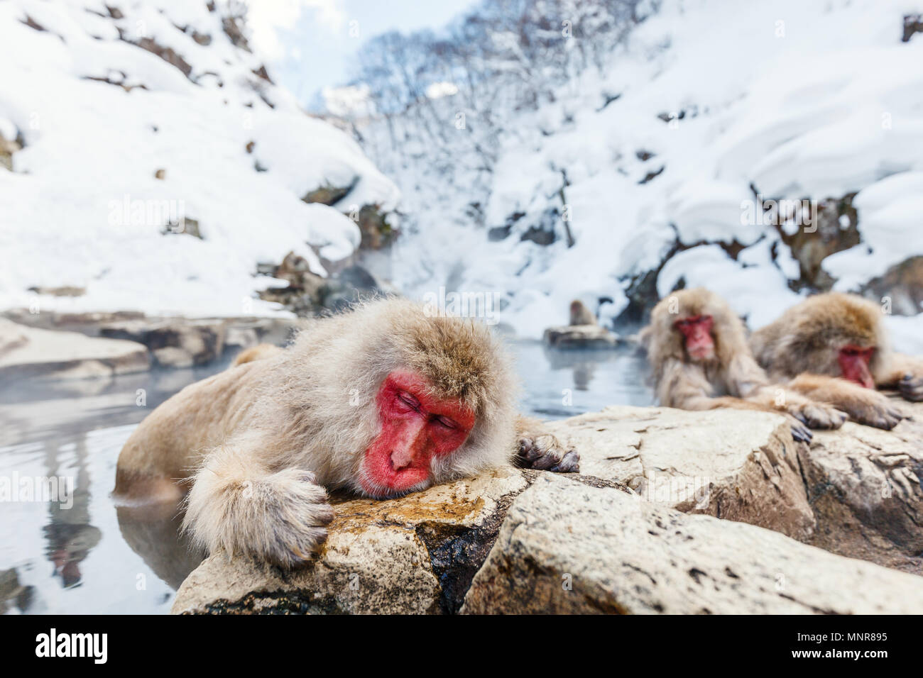 Schnee Affen Japanmakaken baden in Onsen Hot Springs von Nagano, Japan Stockfoto