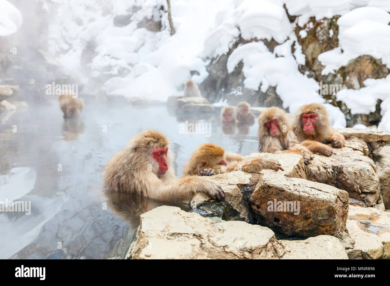 Schnee Affen Japanmakaken baden in Onsen Hot Springs von Nagano, Japan Stockfoto