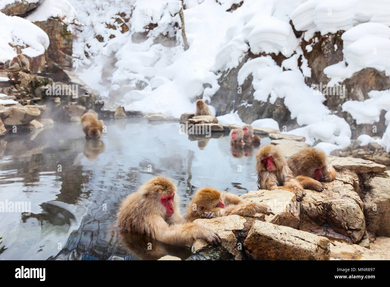 Schnee Affen Japanmakaken baden in Onsen Hot Springs von Nagano, Japan Stockfoto