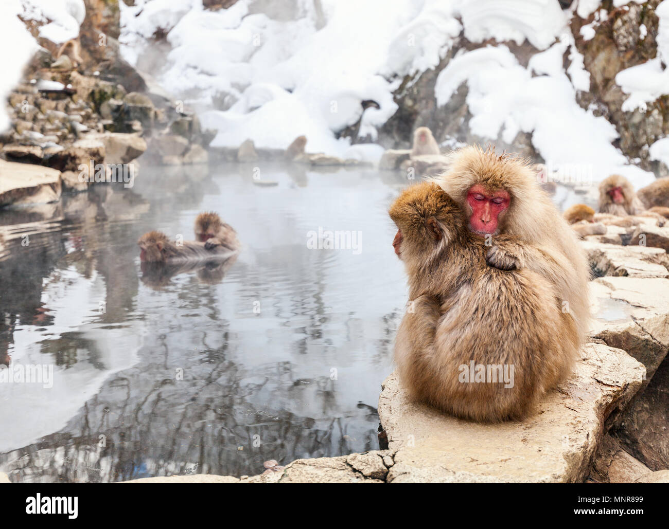 Schnee Affen Japanmakaken baden in Onsen Hot Springs von Nagano, Japan Stockfoto